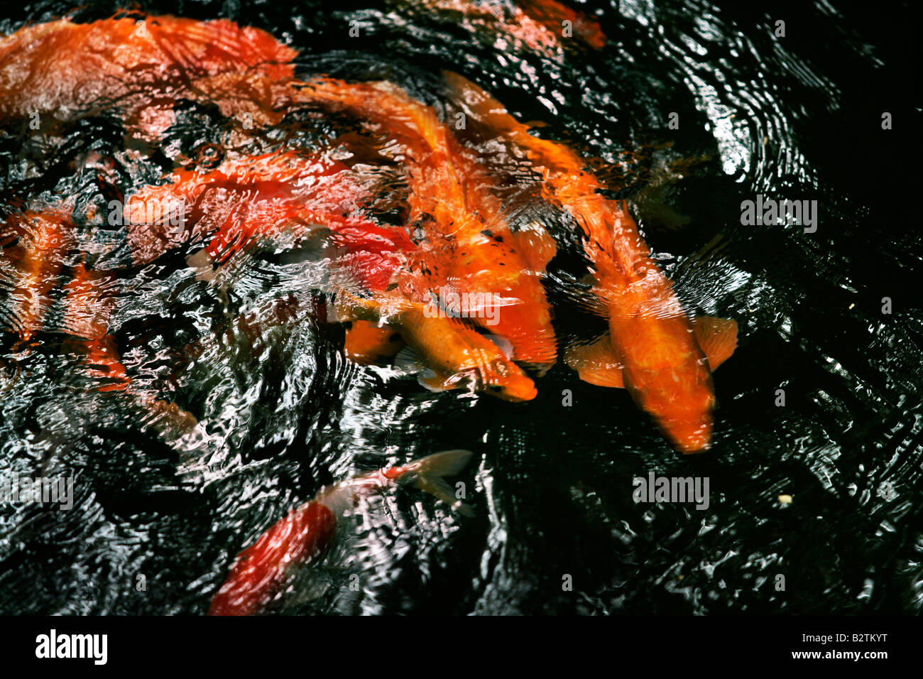 Orange carp swim around a fresh water pool in the rainforest Bali Indonesia Stock Photo