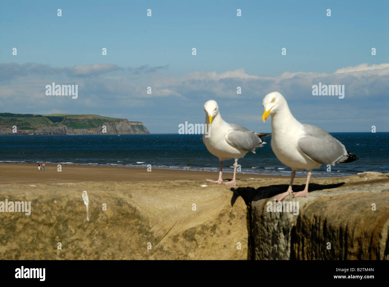 seagulls on the pier wall Stock Photo