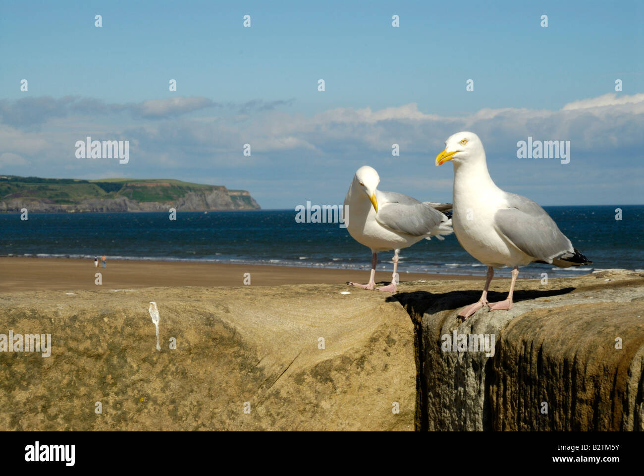 seagulls on the pier wall Stock Photo