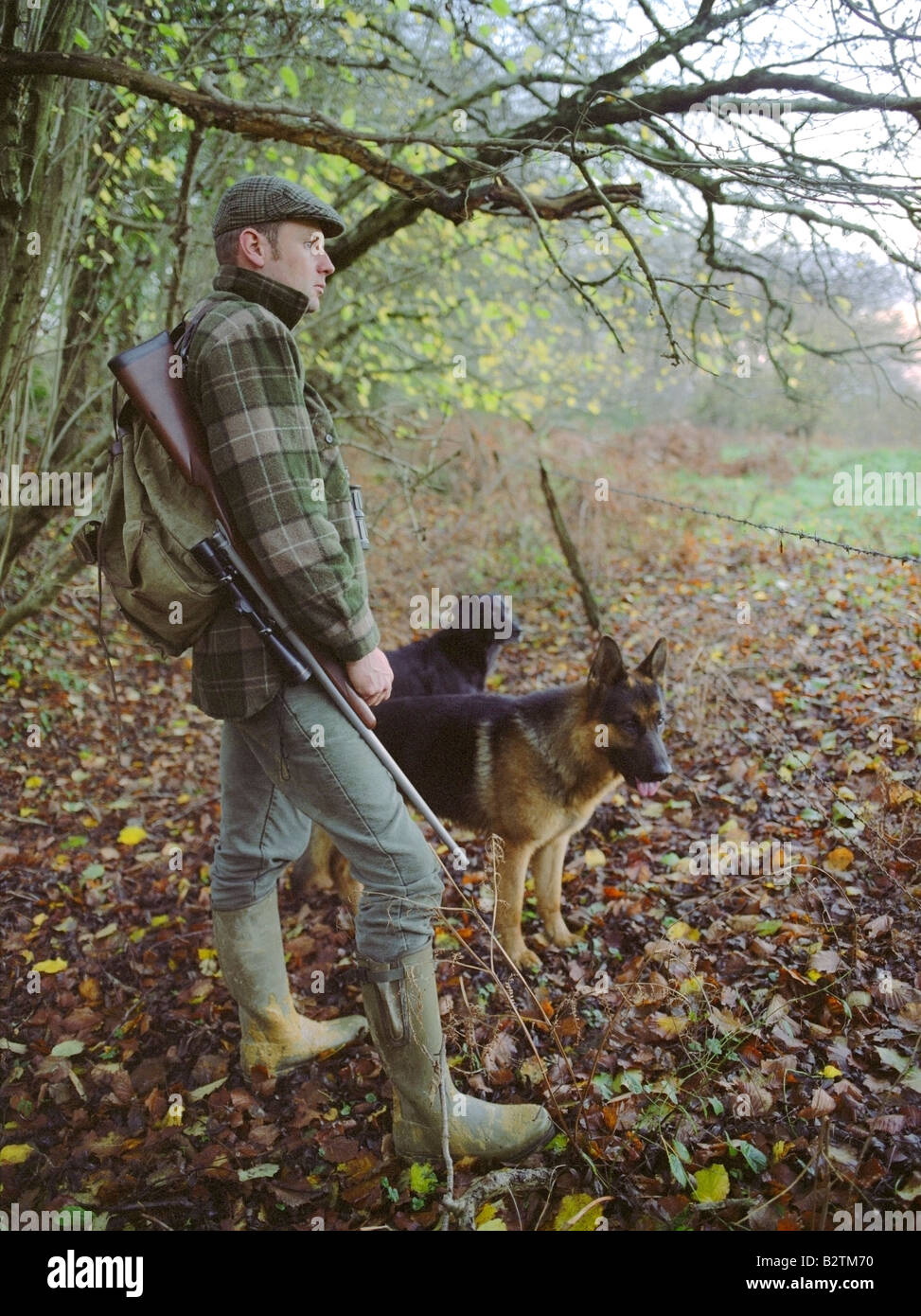 Deer Stalker with Rifle & Dogs. Stock Photo