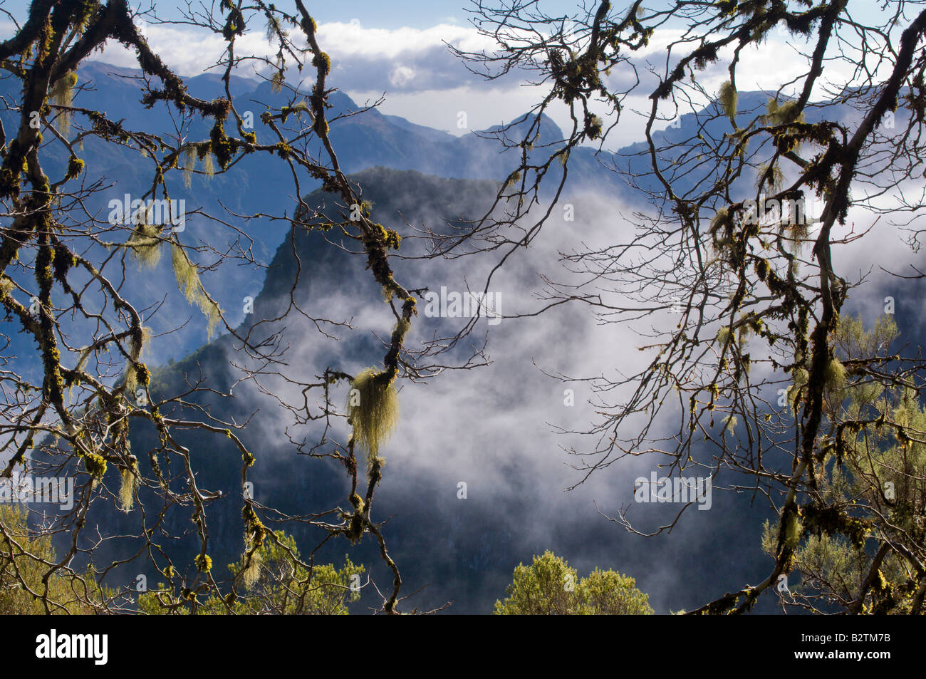 Cloud forest on the north side of the island of Madeira Stock Photo