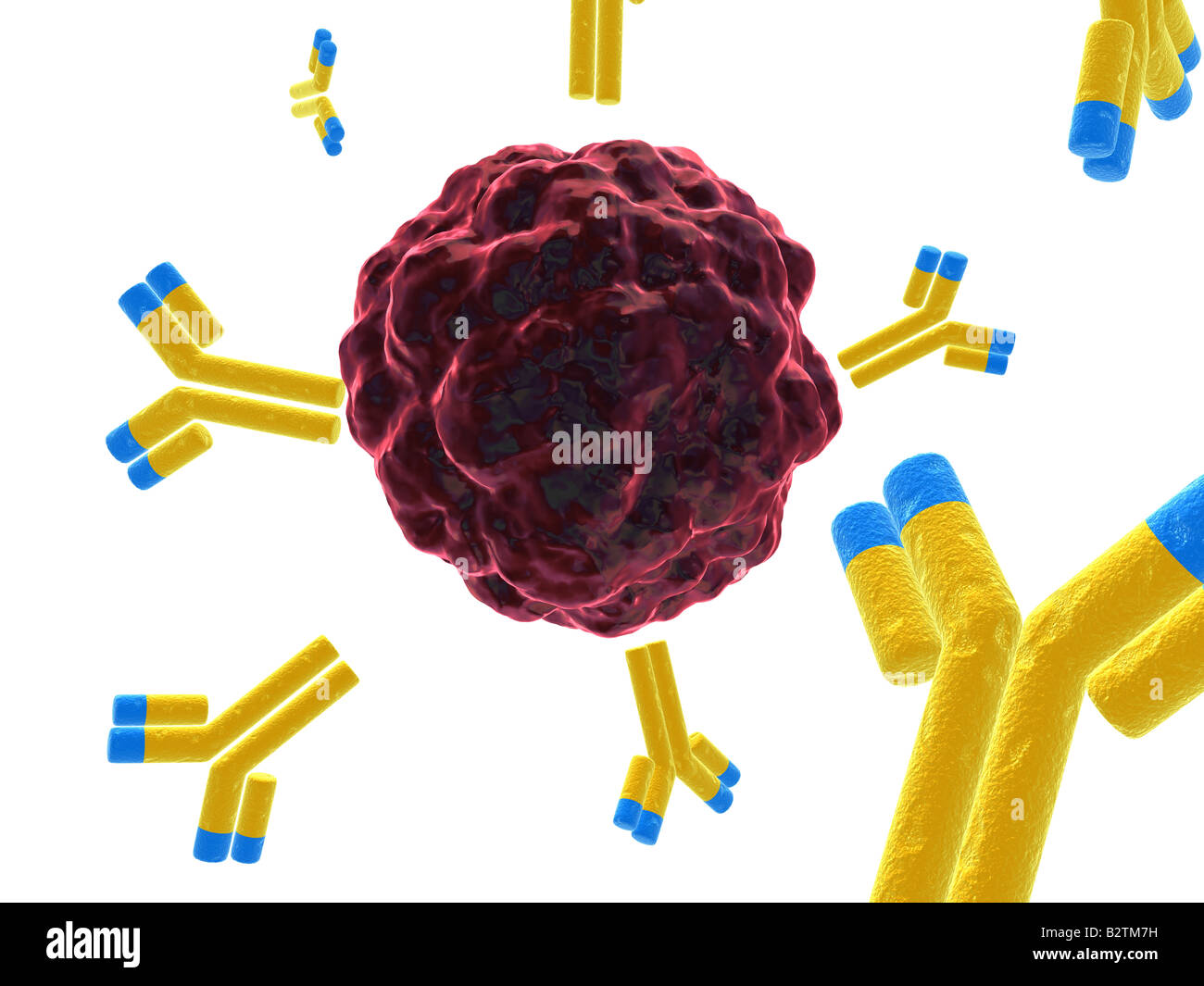 Red cell antibodies hires stock photography and images Alamy