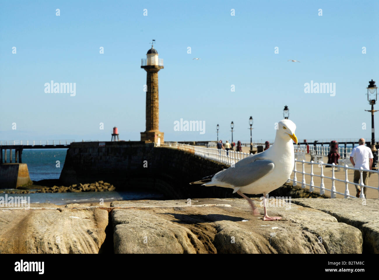 seagulls on the pier wall Stock Photo