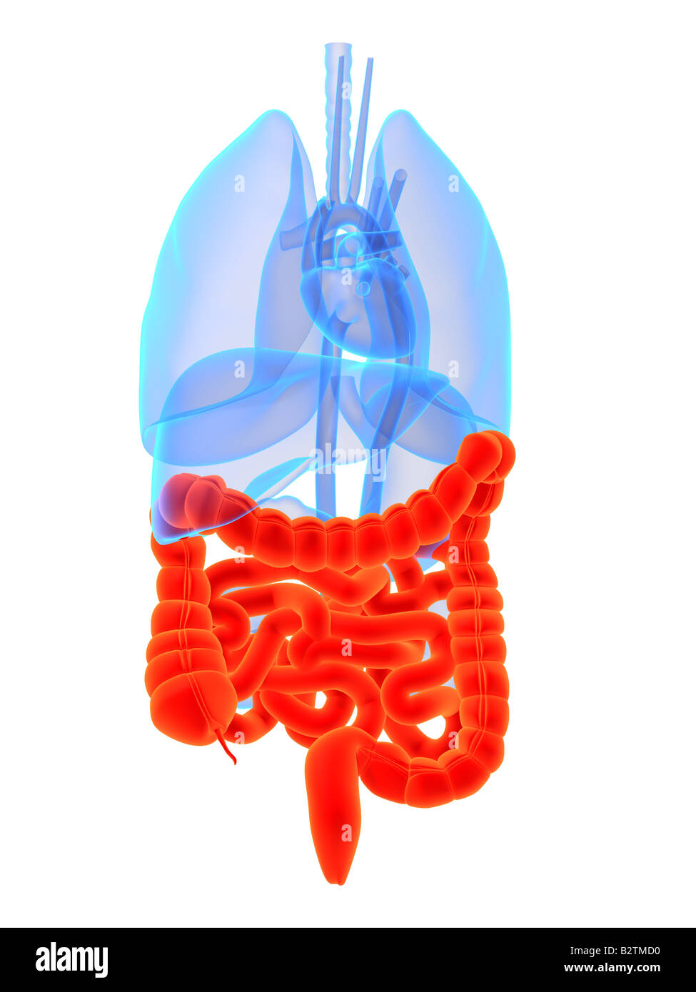 colon and intestines Stock Photo Alamy