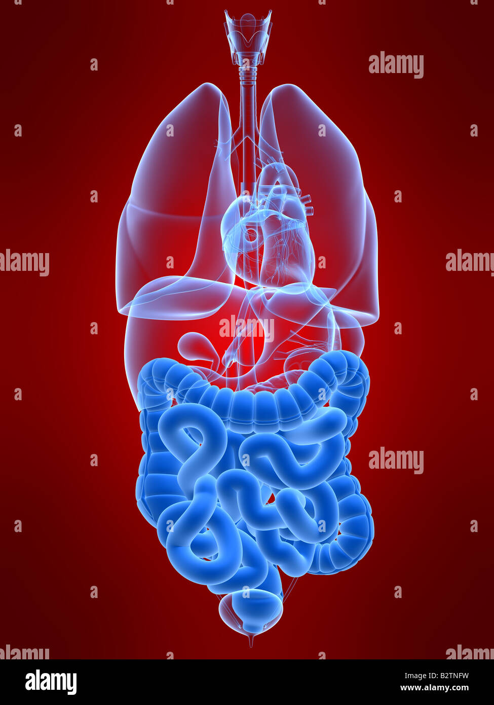 Human intestines hi-res stock photography and images - Alamy