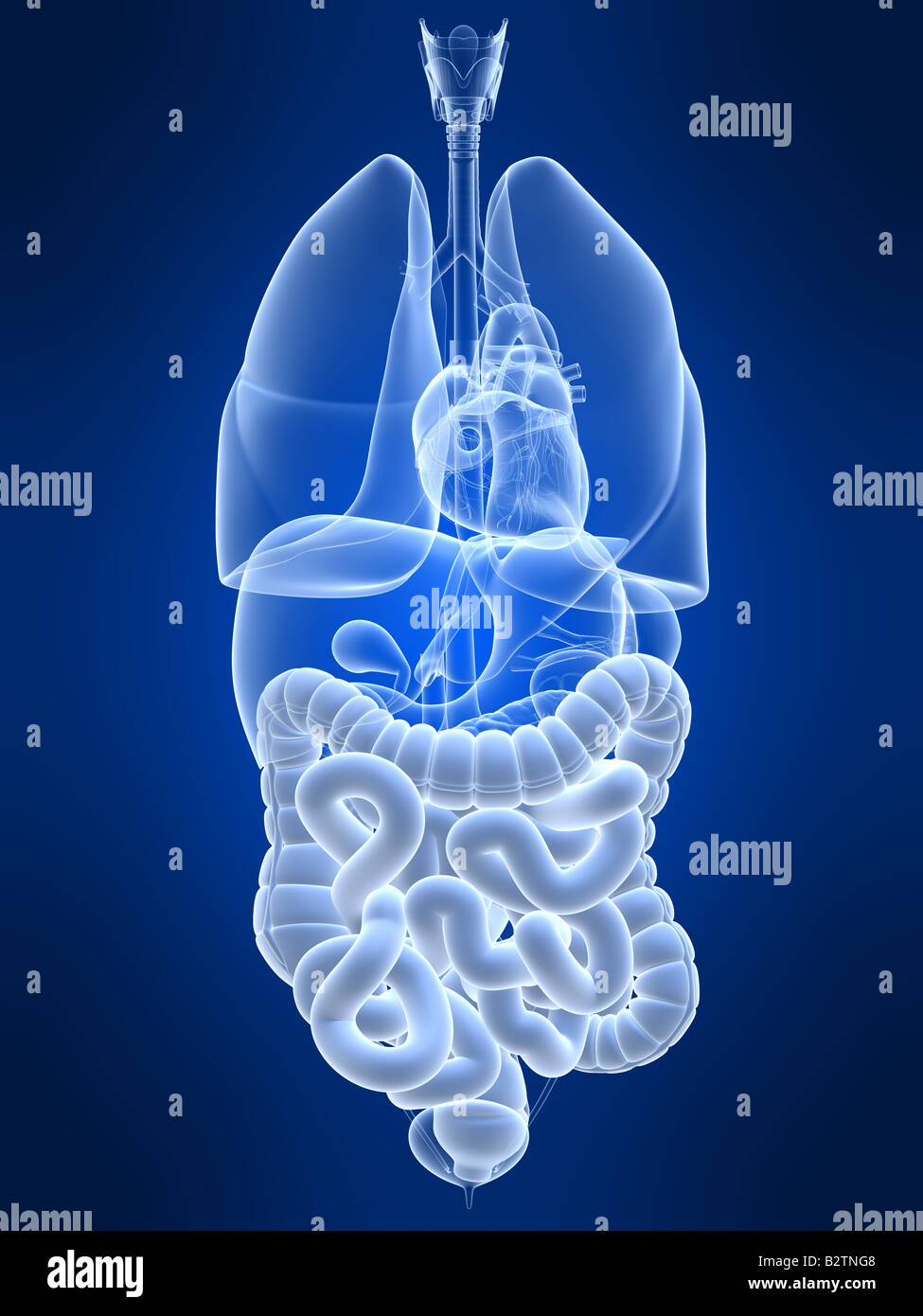 Human intestines hi-res stock photography and images - Alamy