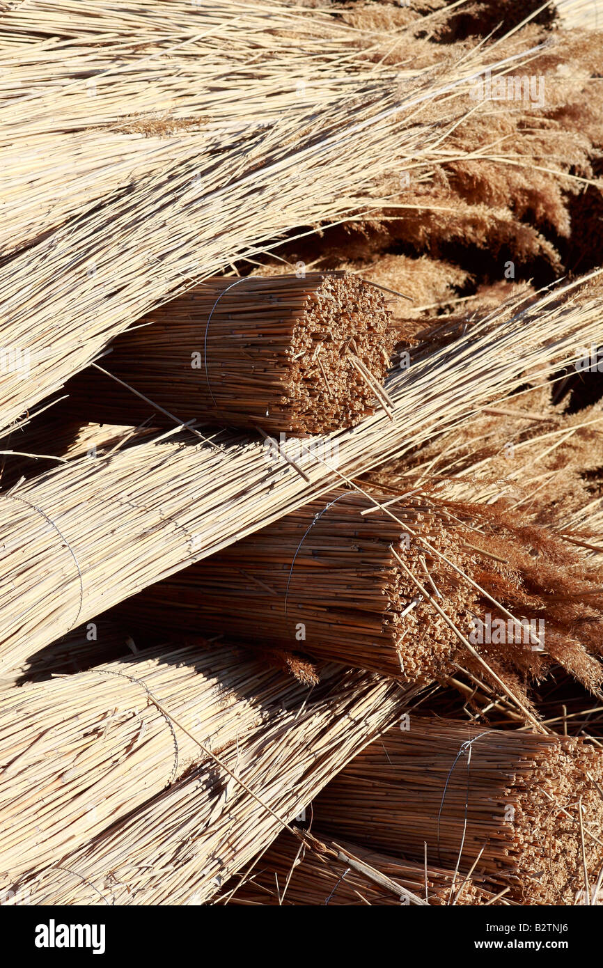 Reed reed bed hires stock photography and images Alamy