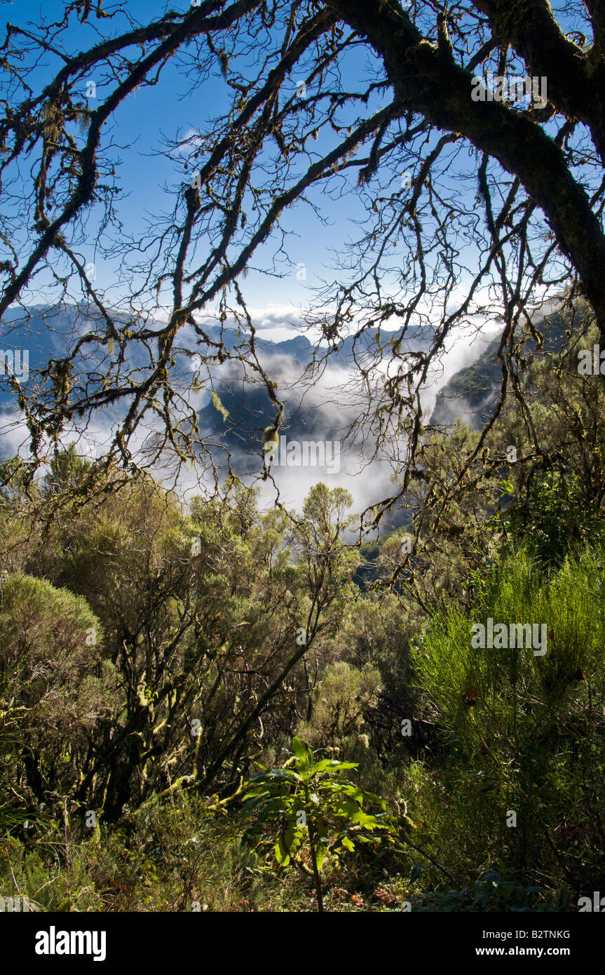Cloud forest on the north side of the island of Madeira Stock Photo