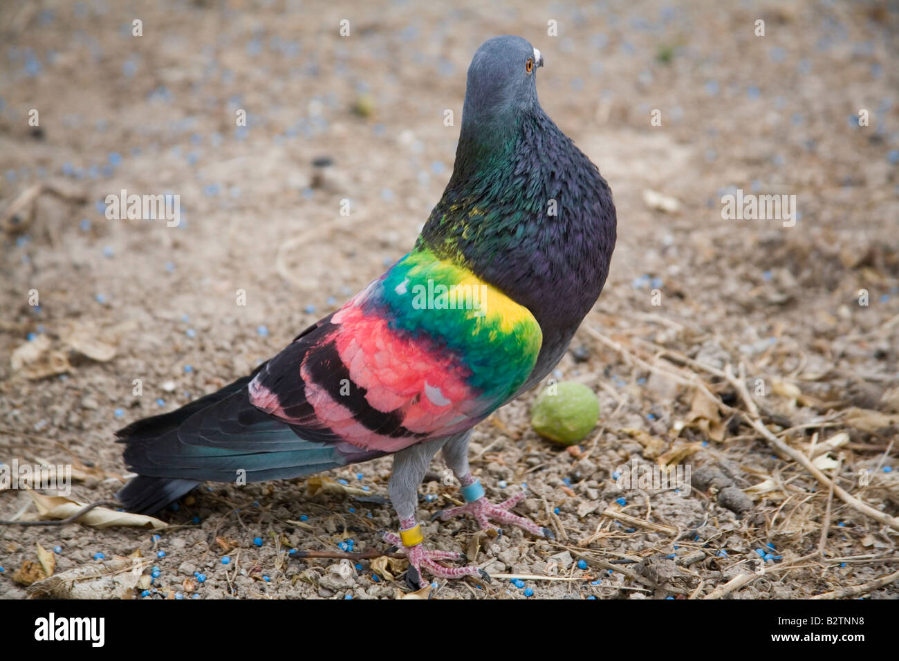 Painted racing pigeons Stock Photo - Alamy