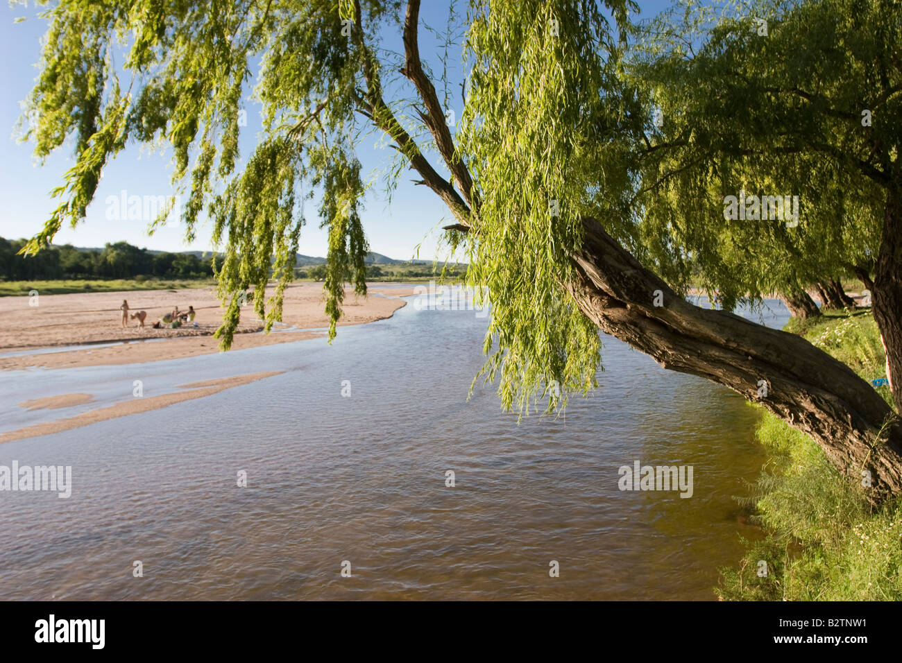 A weeping willow at one side of Los Sauces River near Nono