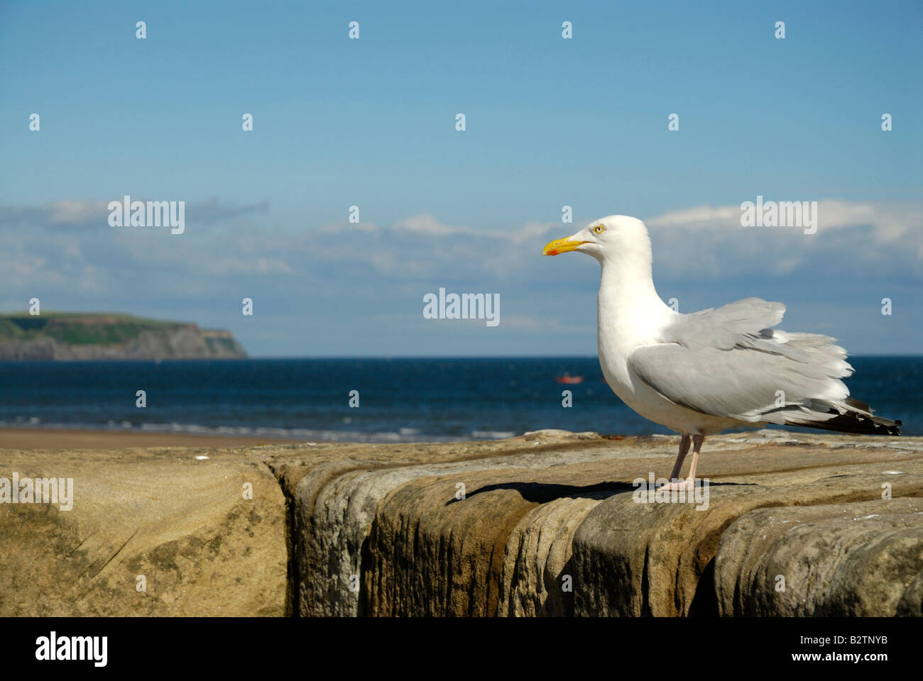 seagull on the pier wall Stock Photo