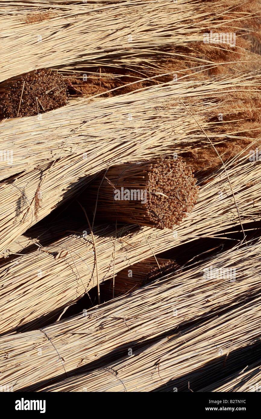 Reed reed bed hires stock photography and images Alamy