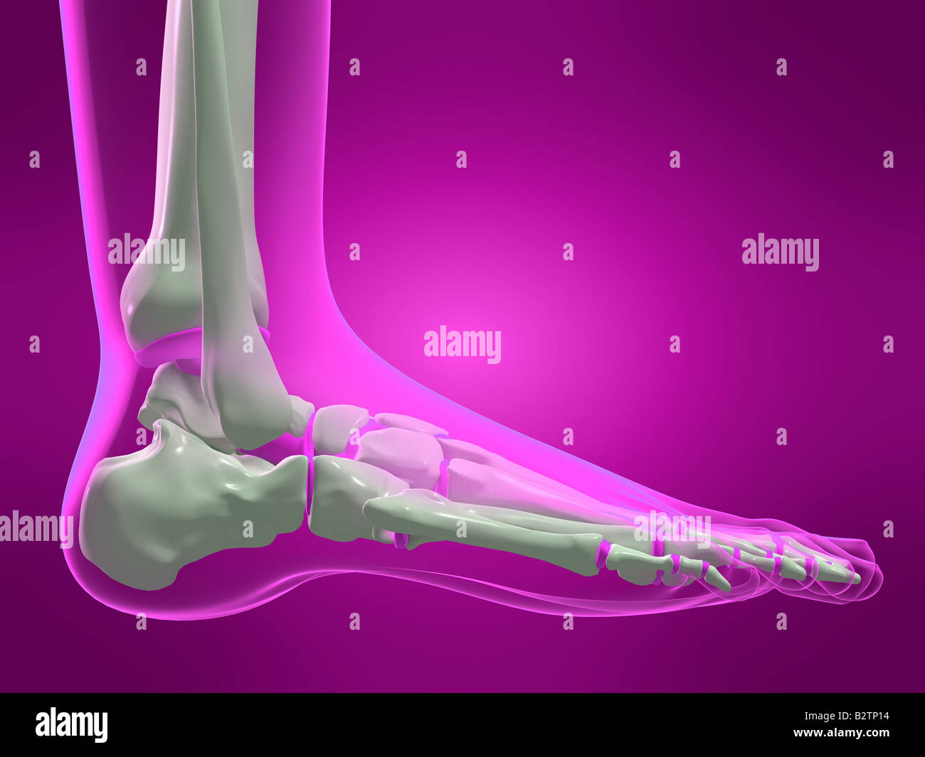 3d render human foot x ray hires stock photography and images Alamy(02)
