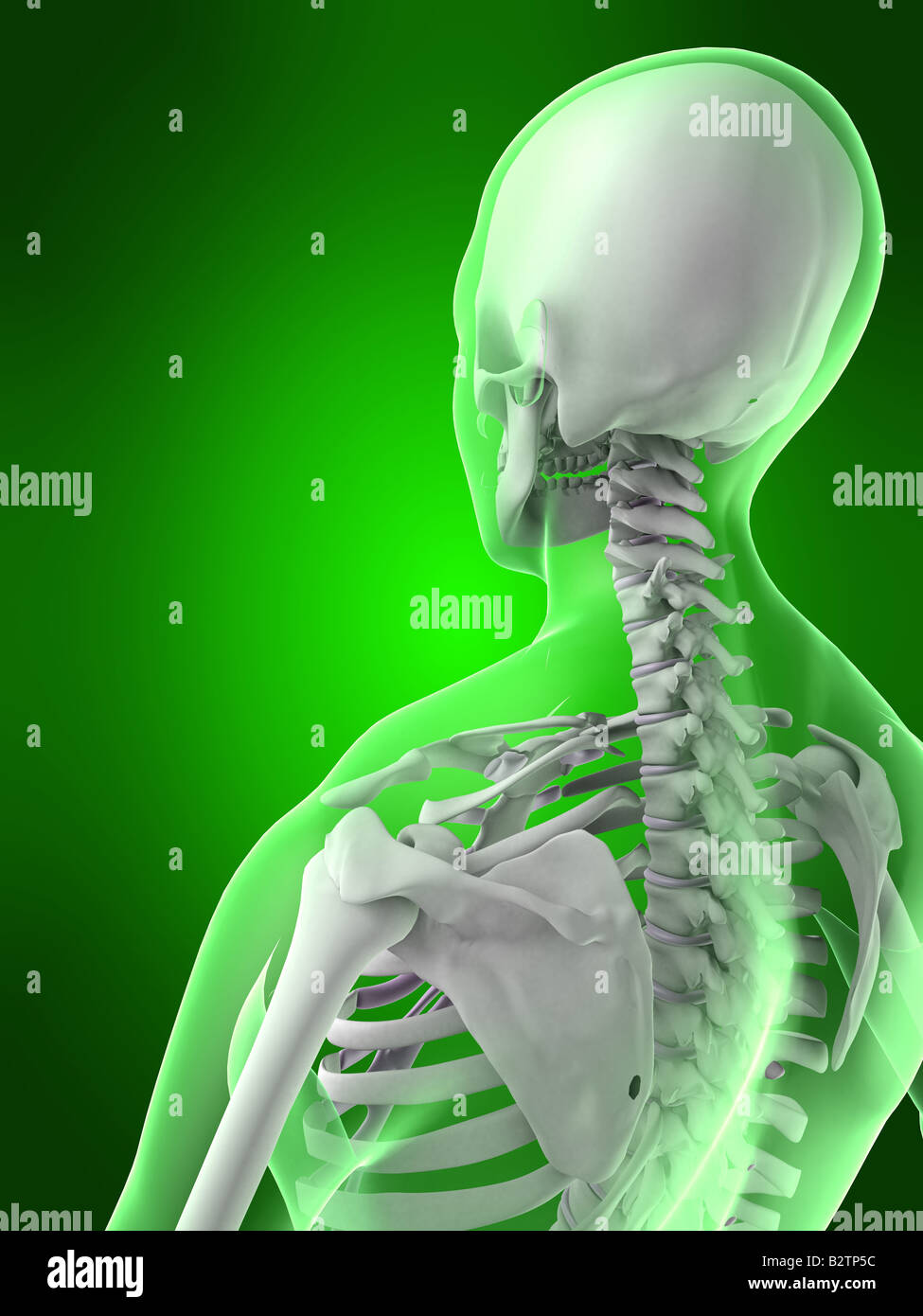 female neck Stock Photo Alamy