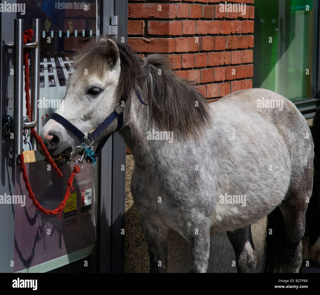 Pony tied to shop door, Smithfield Horse Market, Dublin Stock Photo Alamy