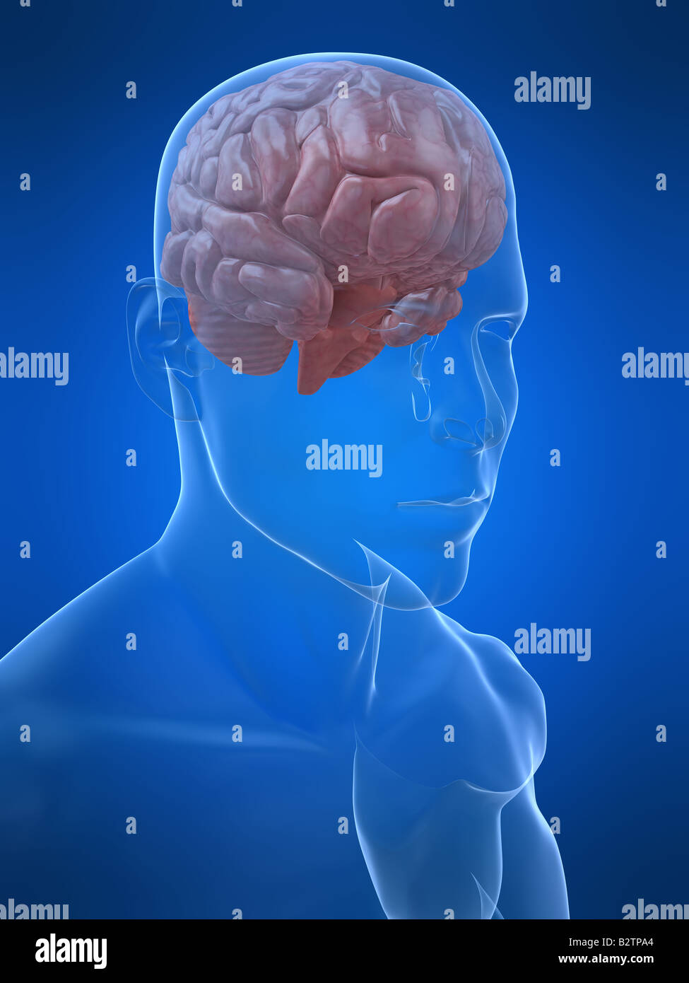 human head with brain Stock Photo