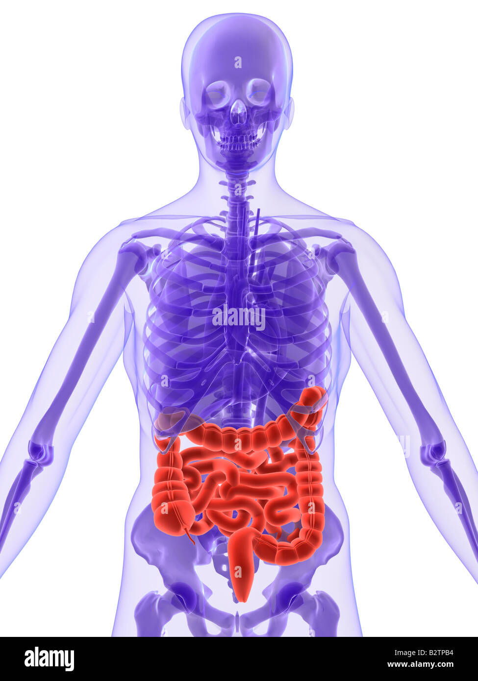 Intestines anatomy hi-res stock photography and images - Alamy