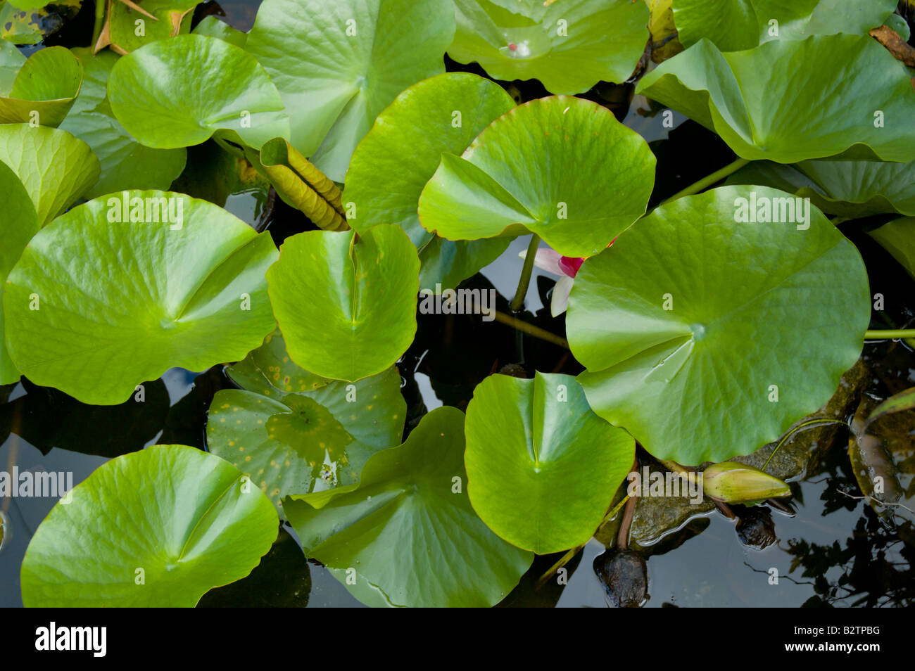 Lily pads hires stock photography and images Alamy