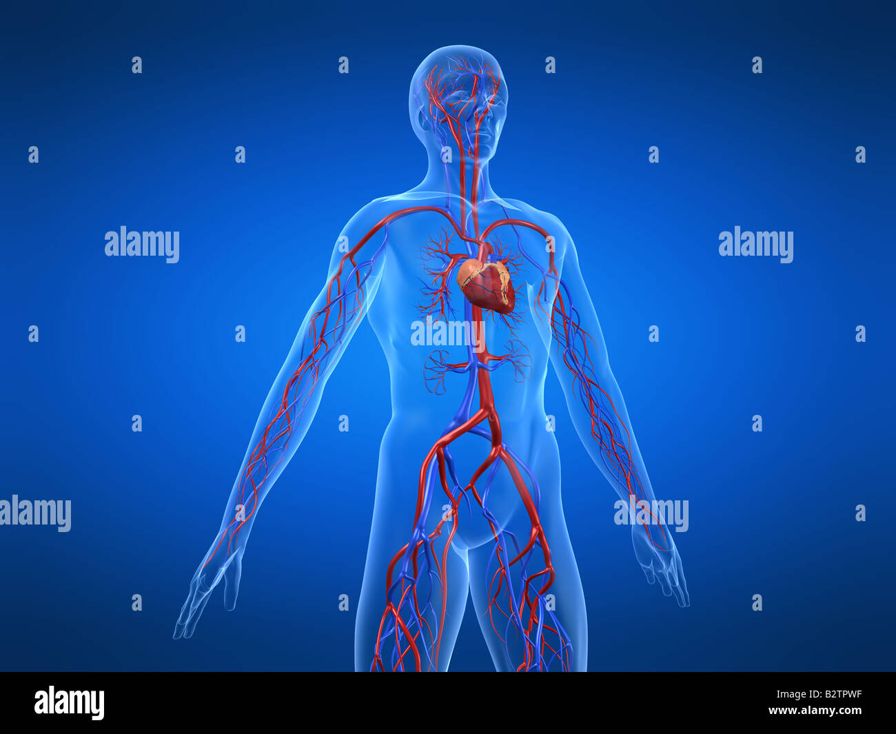 Human Heart strength as an open cardiovascular organ with a punch as a  medical symbol for fighting cardiology related disease Stock Photo - Alamy