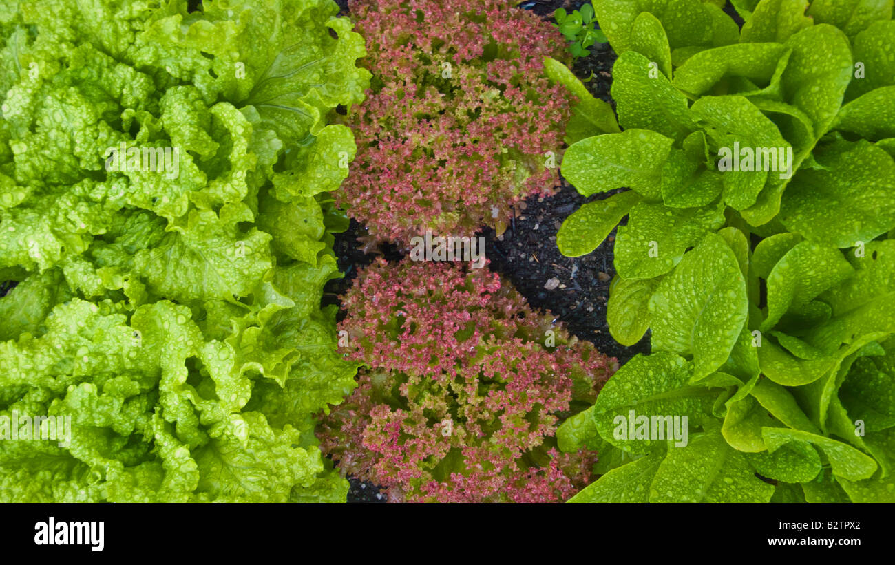 three types of lettuce The Eden project in an old china clay pit Bodelva St Austell Cornwall England UK GB EU Europe Stock Photo