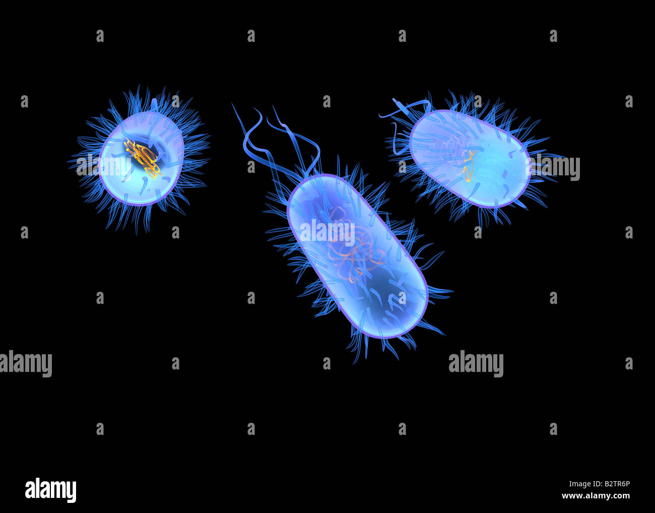 glowing bacteria Stock Photo 18984750 Alamy