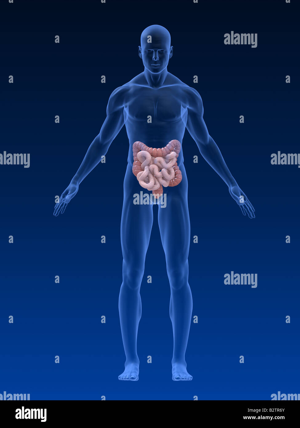 colon and intestines Stock Photo Alamy