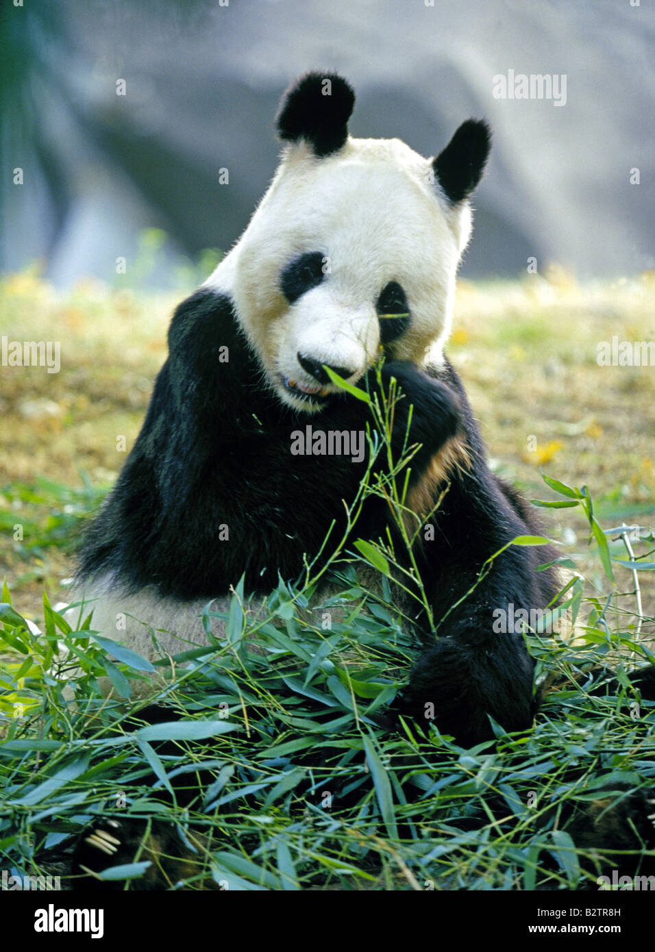 Portrait of a giant Panda eating bamboo shoots Stock Photo - Alamy