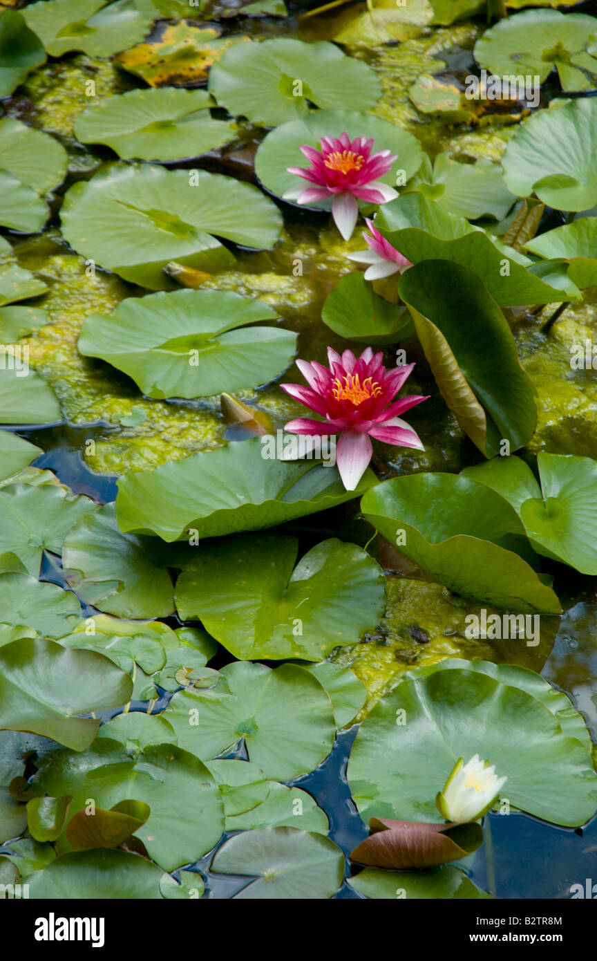Blooming lily pads in garden pond