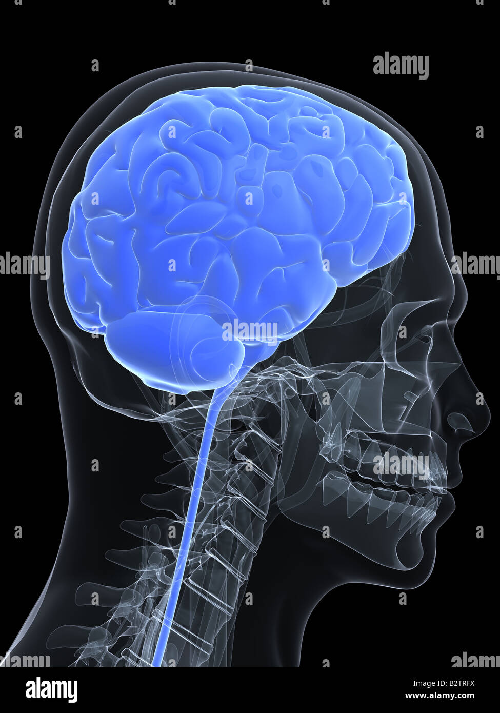 Human brain 3d model isolated hi-res stock photography and images - Alamy