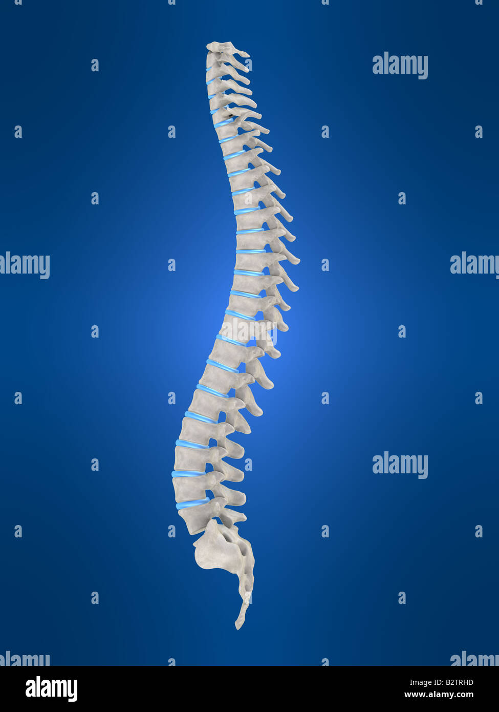Human spine stock photo alamy