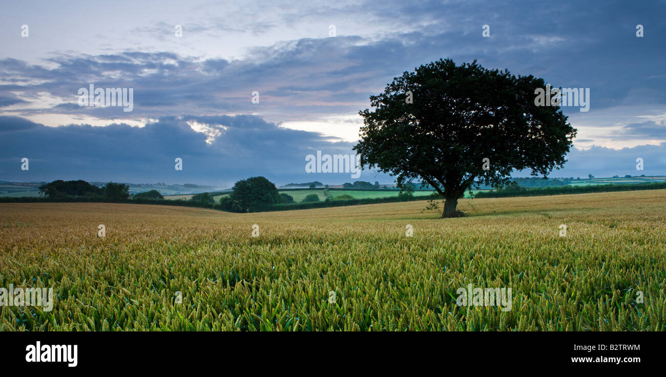 Summer crop field near Chawleigh in mid Devon England Stock Photo