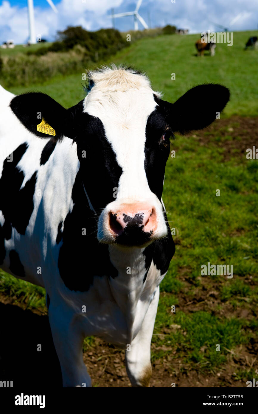 Holstein cow in field Stock Photo - Alamy