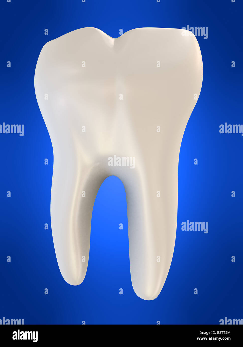 Human tooth hi res stock photography and images Alamy