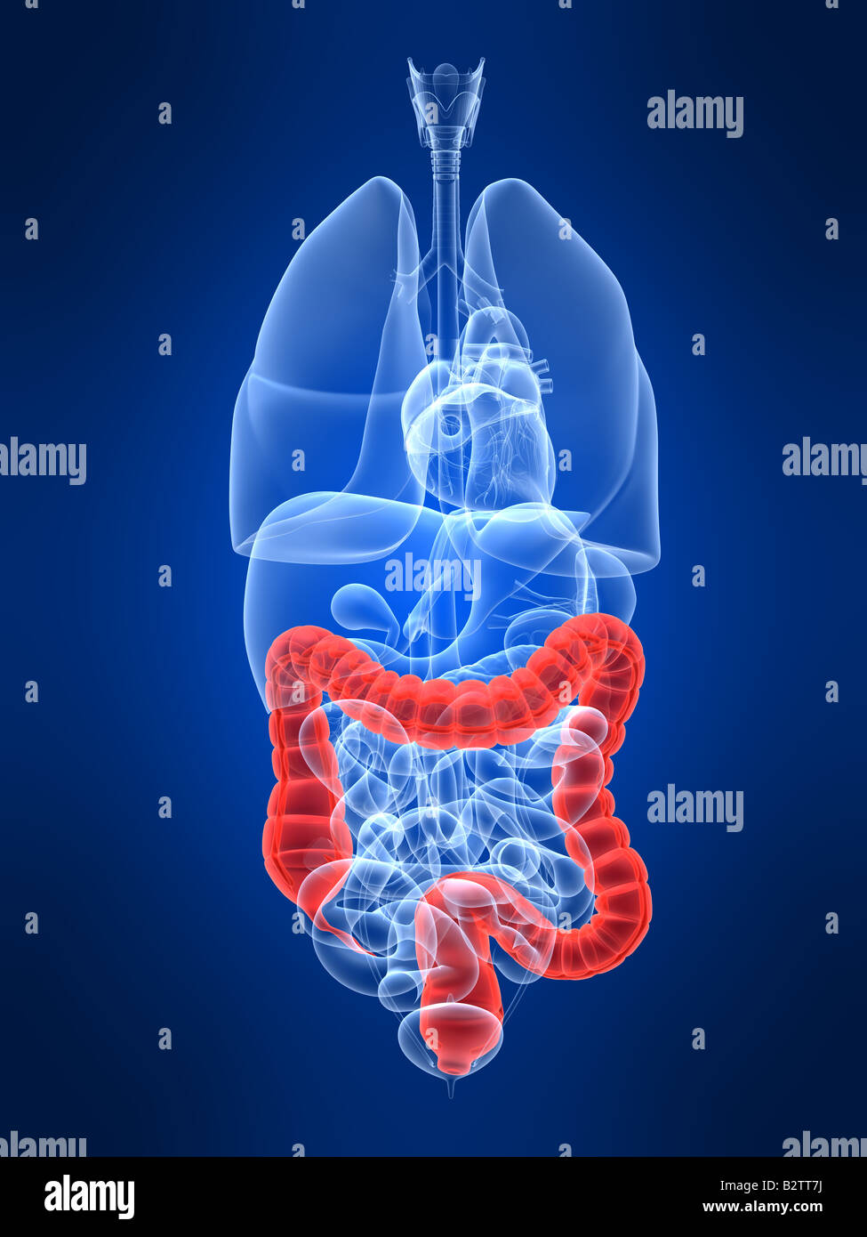 Colon spleen hi-res stock photography and images - Alamy