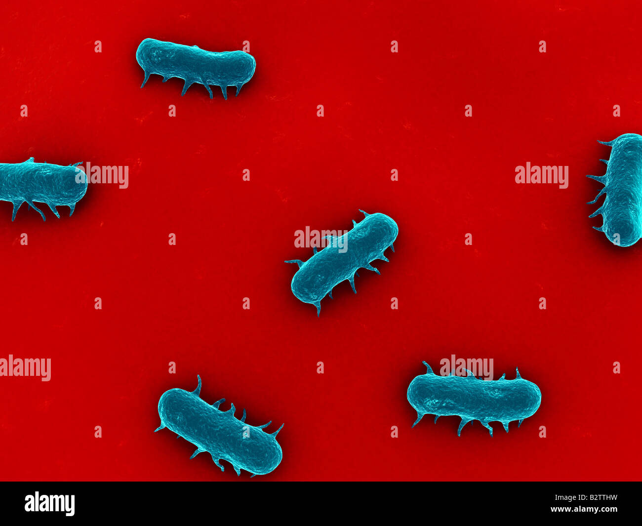 Salmonella Bacterium Hi-res Stock Photography And Images - Alamy