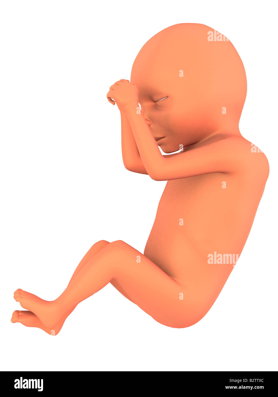 Fetus human hi-res stock photography and images - Alamy