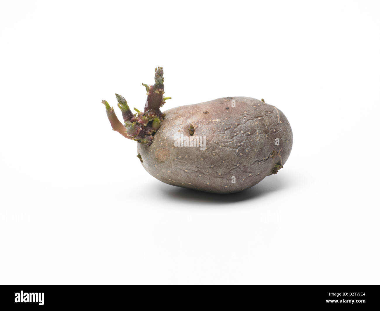 sprouting potato Stock Photo