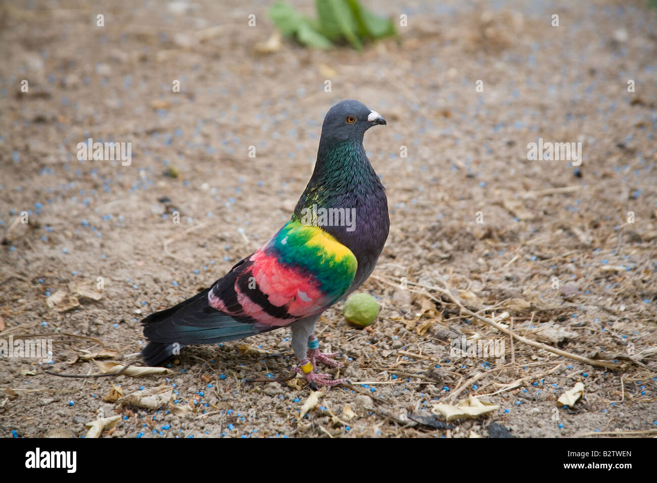Painted racing pigeons Stock Photo - Alamy