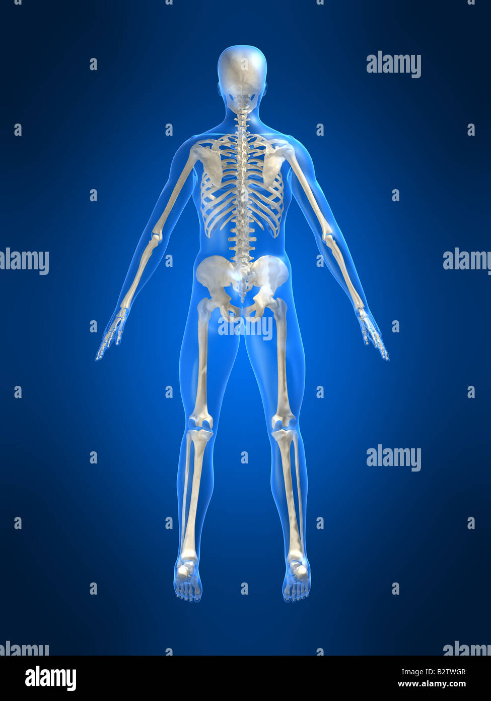 human skeleton - backside Stock Photo - Alamy
