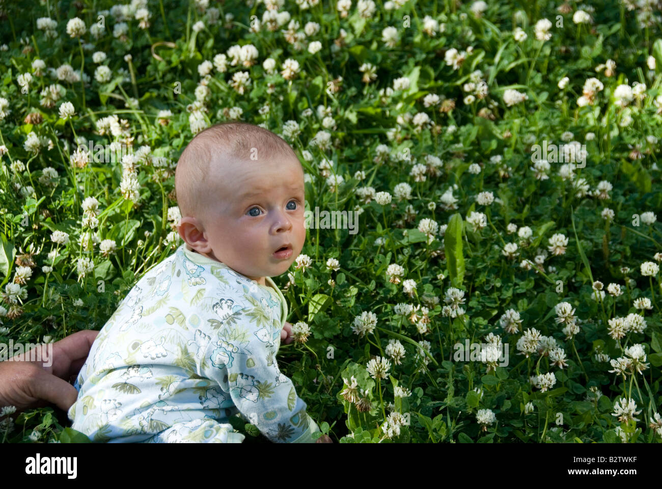 Baby Boy Joshua Kailas Hudson Aged 15 Weeks Practicing Sitting in a Field of Green Clover with White Flowers Stock Photo