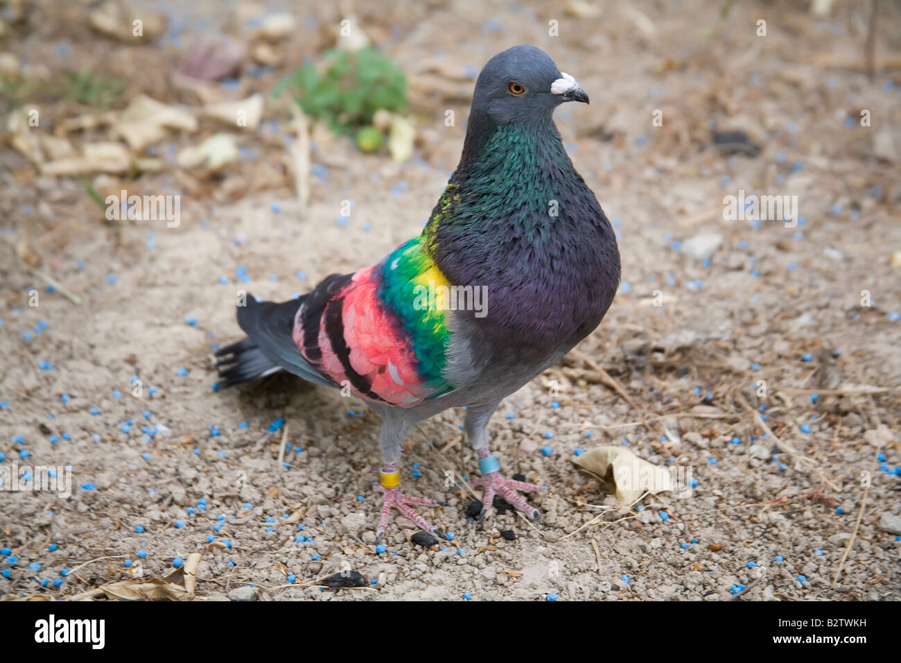 Painted racing pigeons Stock Photo - Alamy