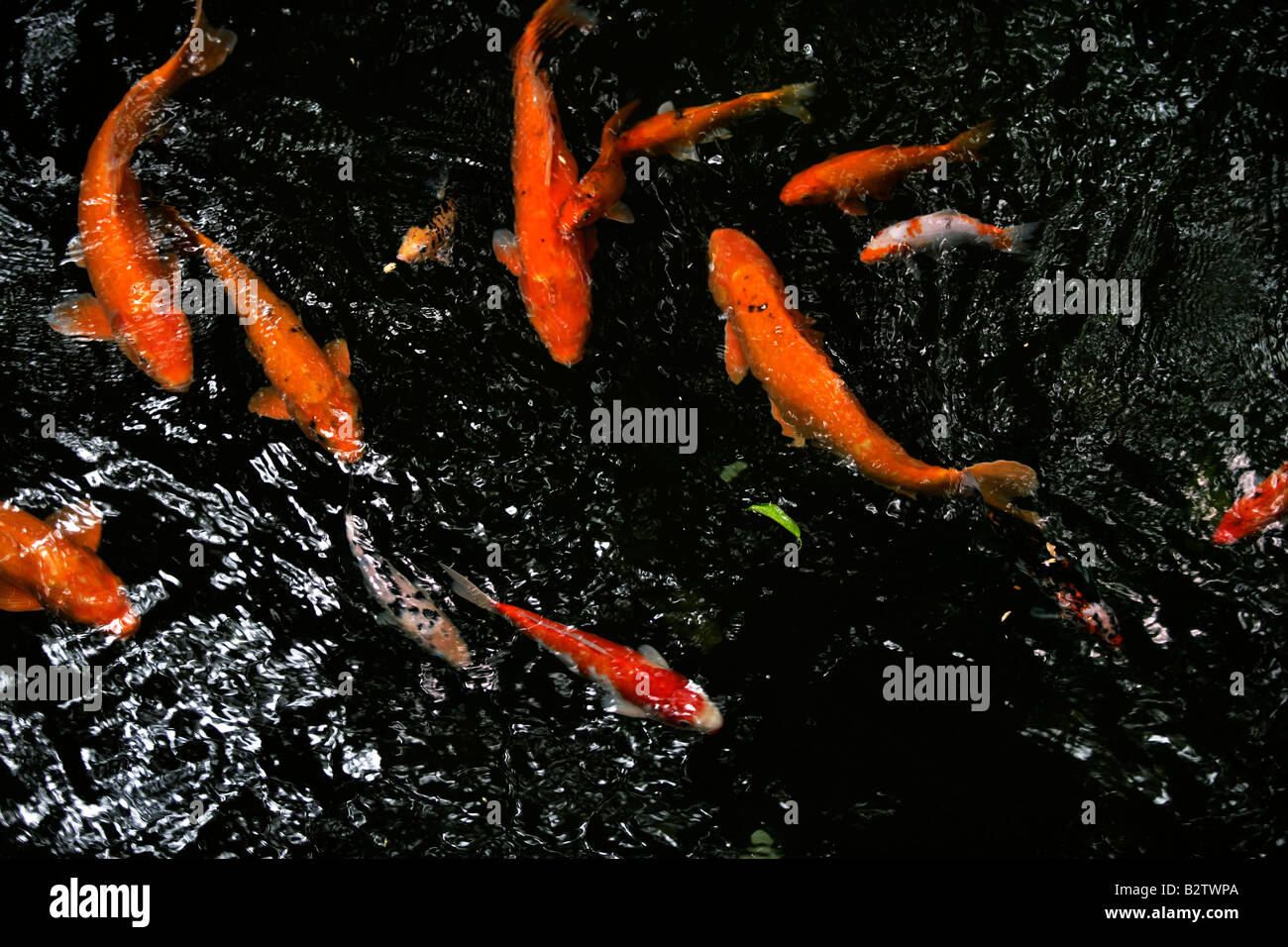 Orange carp swim around a fresh water pool in the rainforest Bali Indonesia Stock Photo