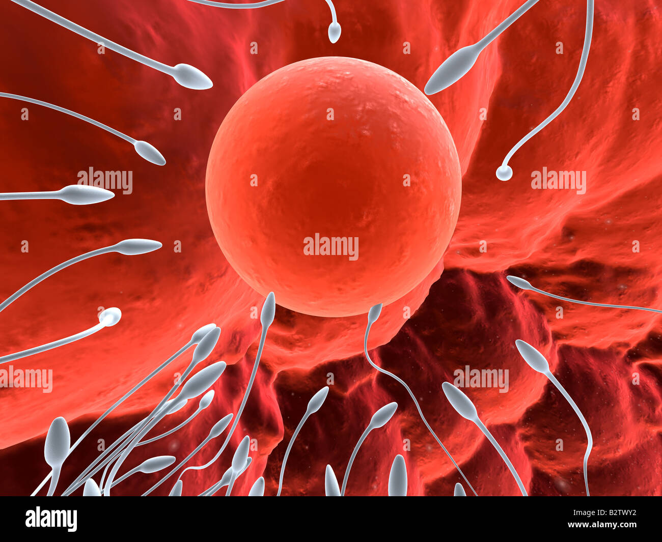 egg cell and sperms Stock Photo