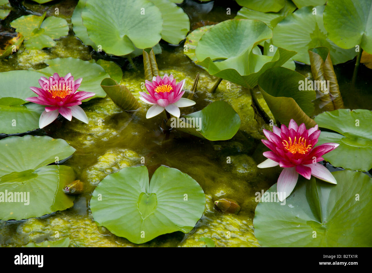 Lily pads in garden hires stock