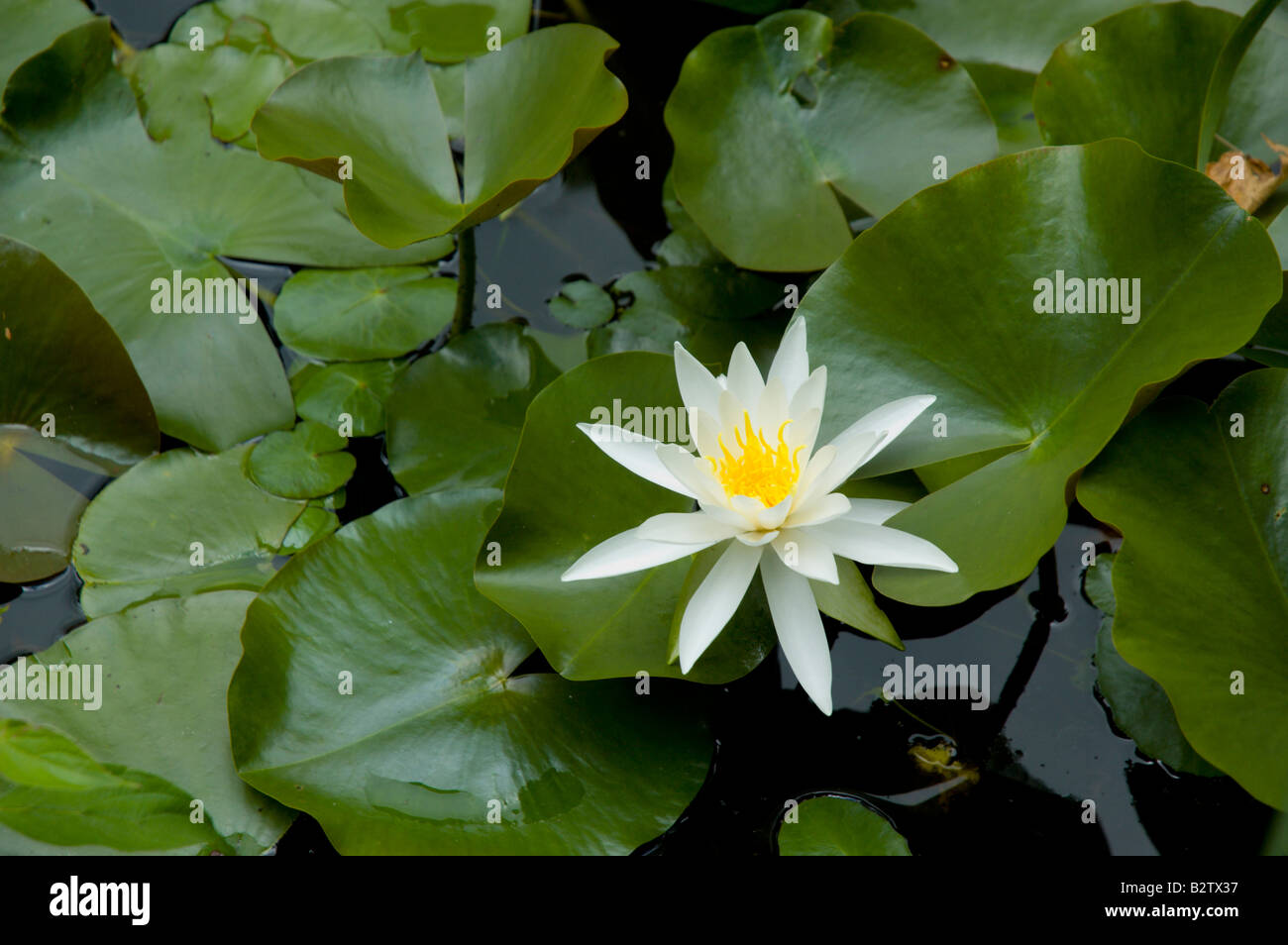 Blooming lily pads in garden pond