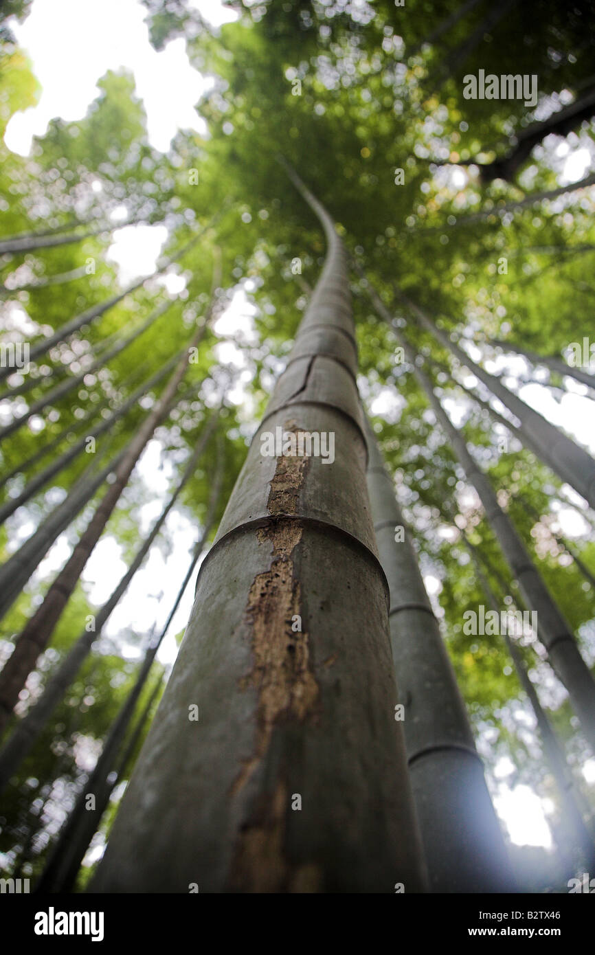 Bamboo trees in the bamboo forest at Arashiyama Park Park near Kyoto in Japan. Stock Photo