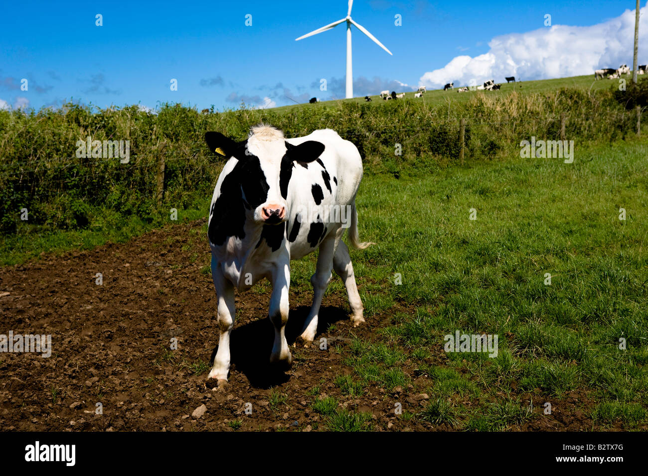 Holstein cow in field Stock Photo - Alamy