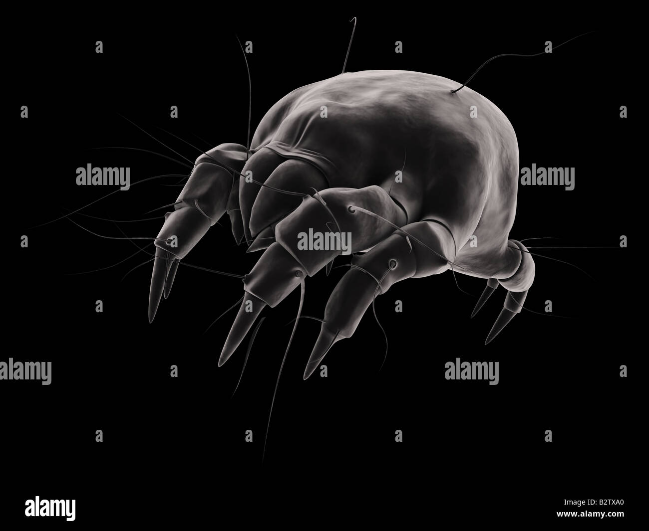 Isolated mite hi-res stock photography and images - Alamy