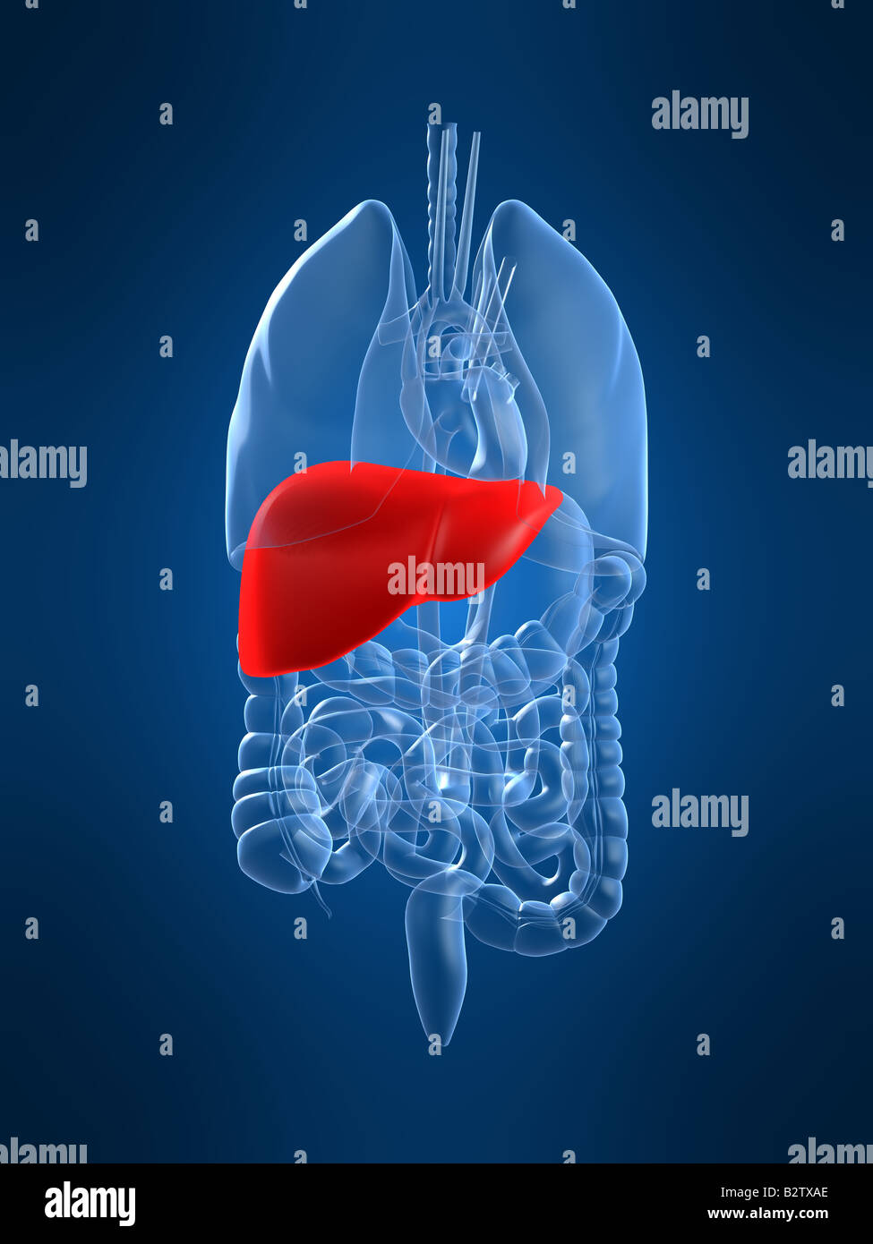 Marked liver hires stock photography and images Alamy