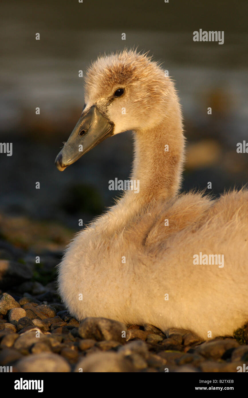 Mute swan cygnet resting on shore of lagoon Victoria British Columbia Canada Stock Photo